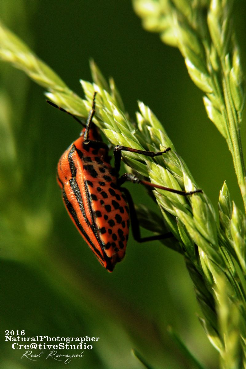 Graphosoma lineatum